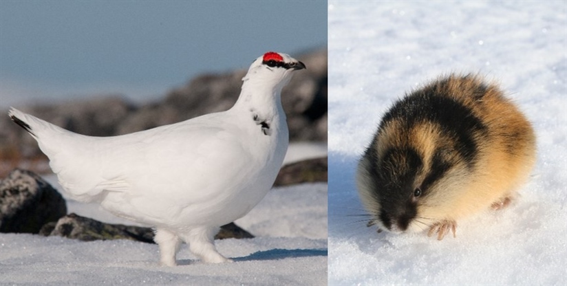 COAT researchers in lead of pan-Arctic assessments of status of lemming and ptarmigan populations 